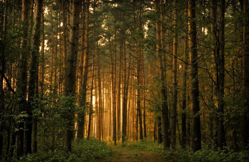 Pine Forest Path — Serene
