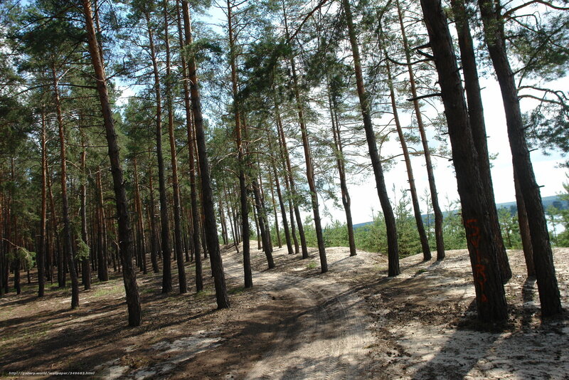 Pine forest path