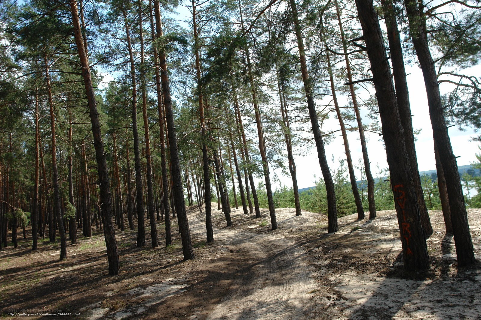 Pine forest path