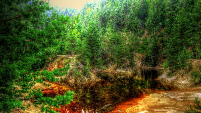 Pine Forest Pond — Green, Serene, Afternoon