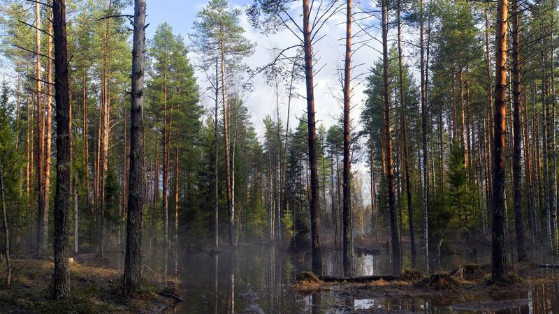 Pine Forest Pond — Green, Serene, Morning, Photograph