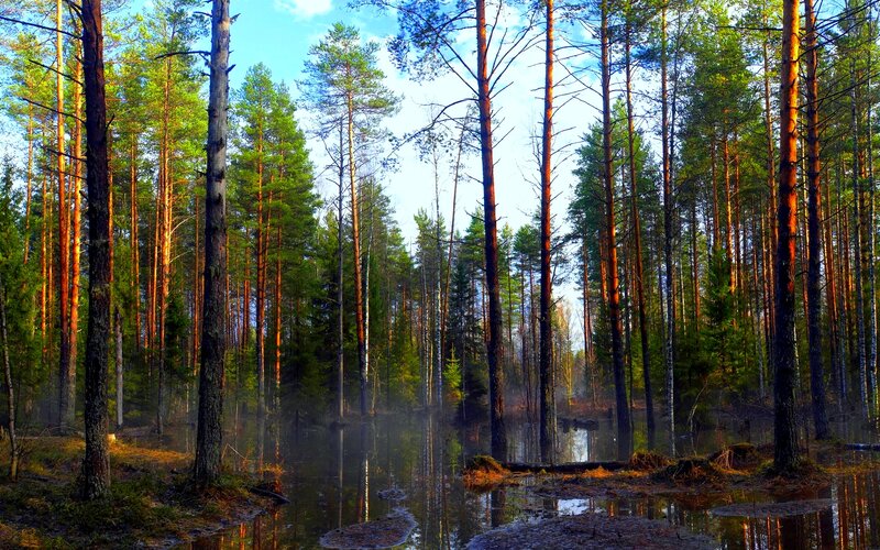 Pine Forest Pond — Green, Serene