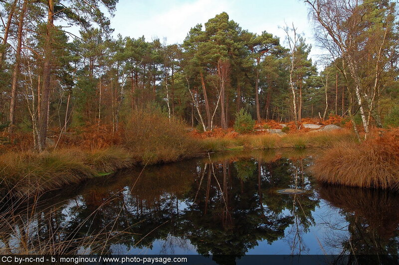 Pine Forest Pond — Green
