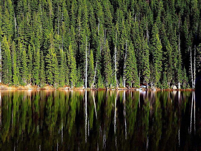 Pine Forest Reflection