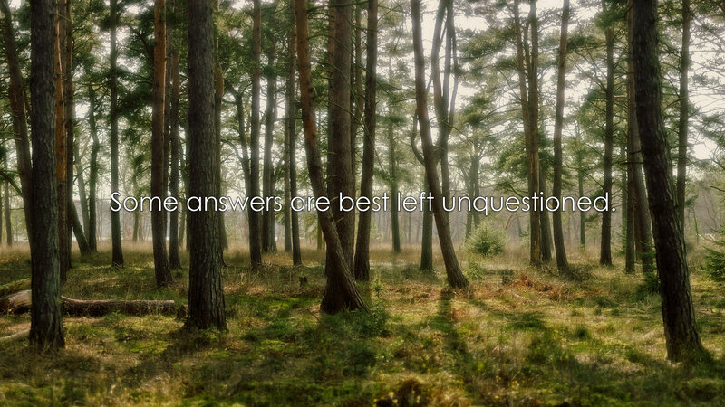 Pine Forest Scene