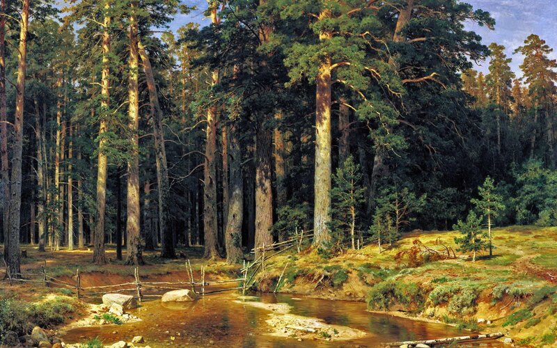 Pine Forest Stream — Green, Serene