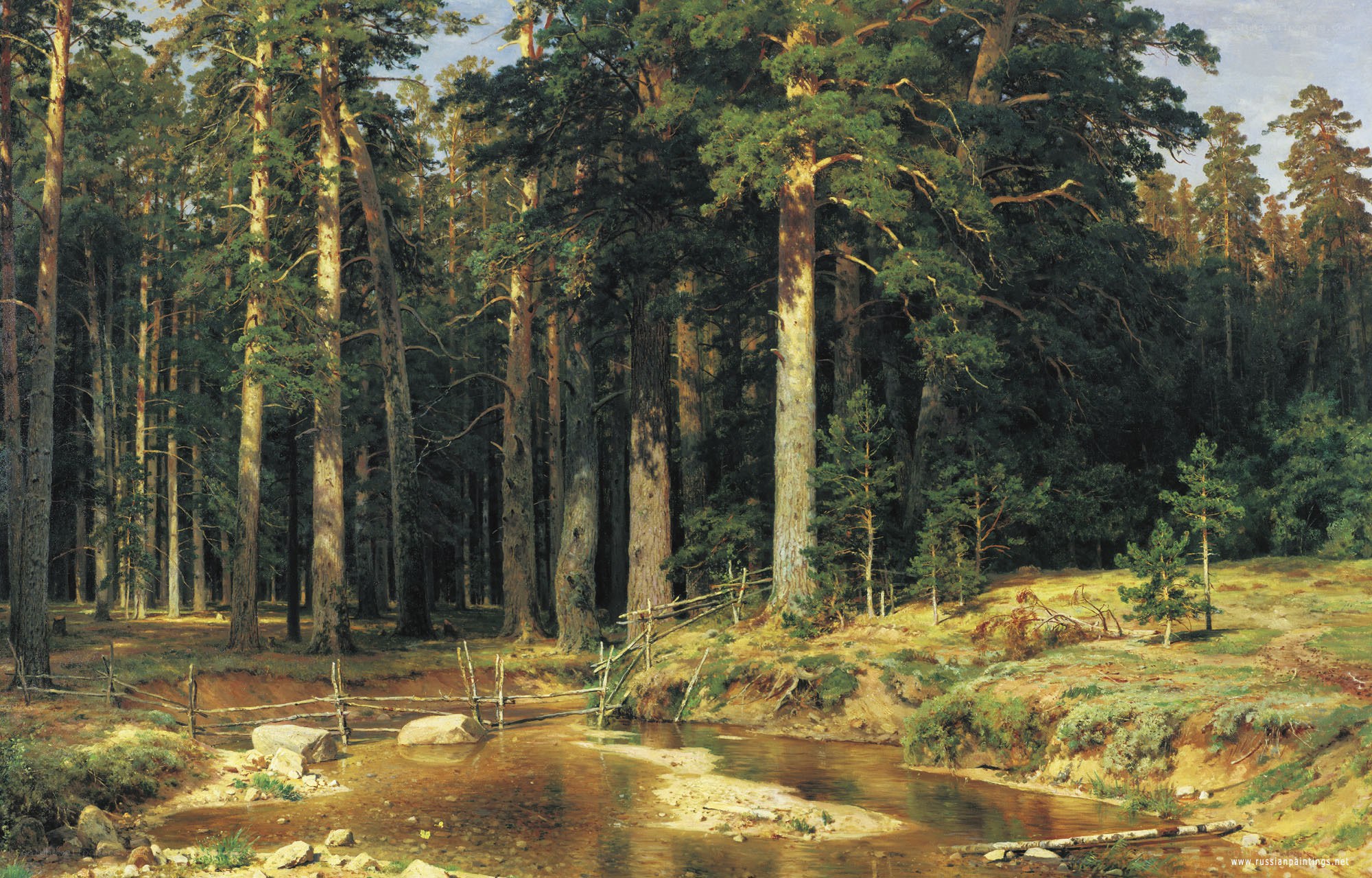 Pine forest stream scene