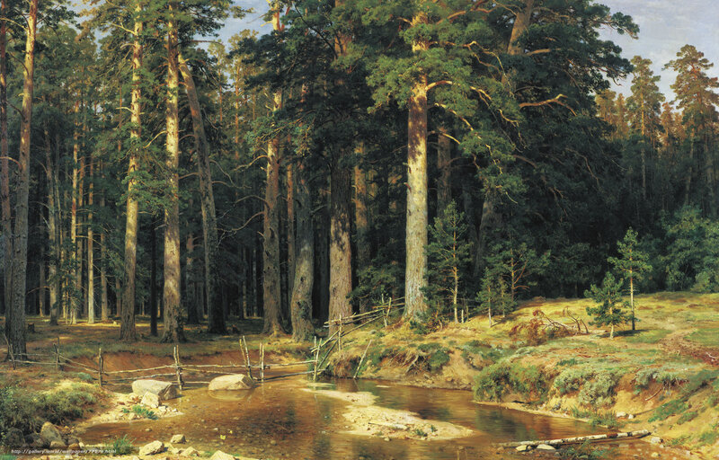 Pine forest stream scene