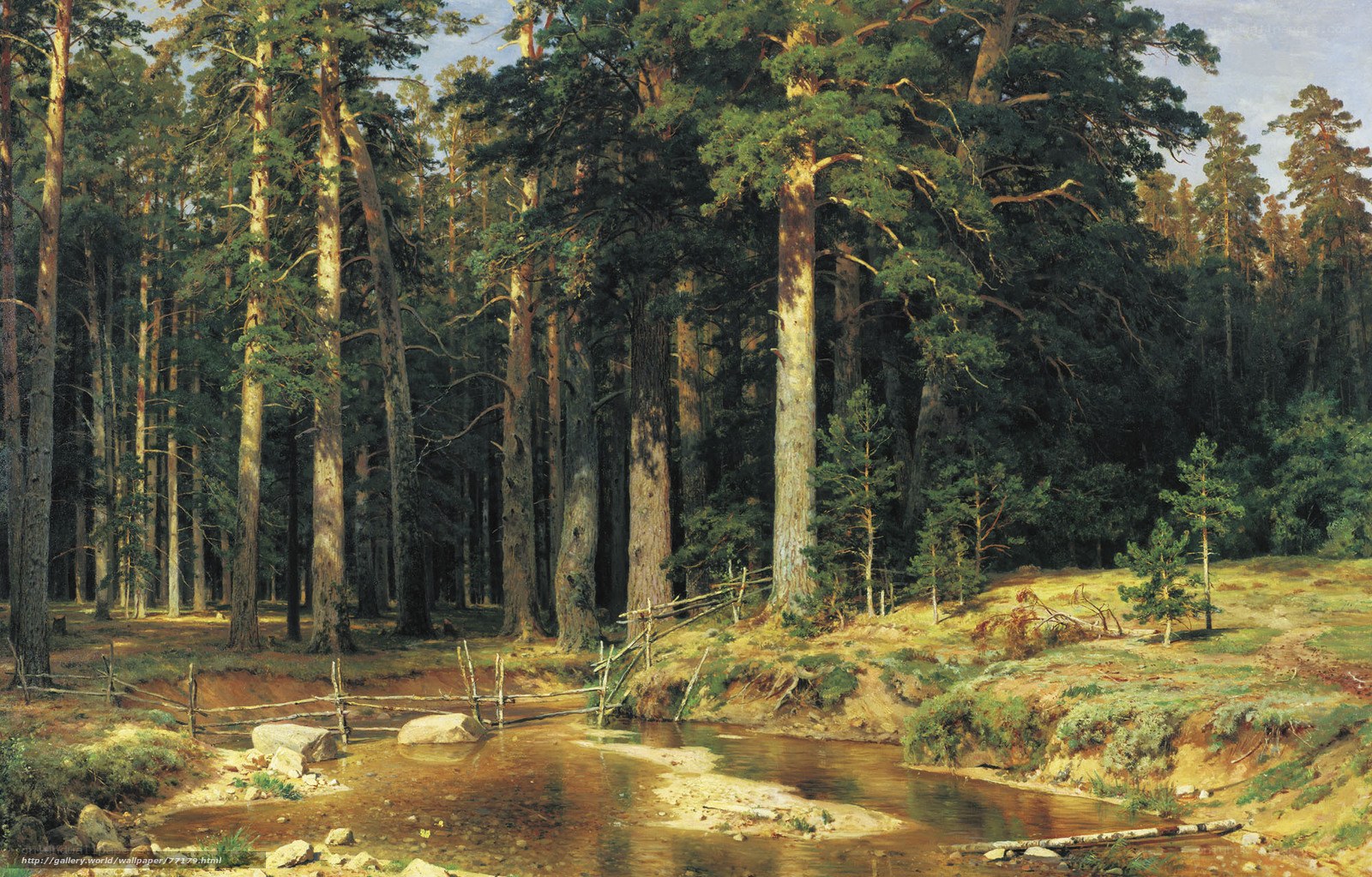 Pine forest stream scene