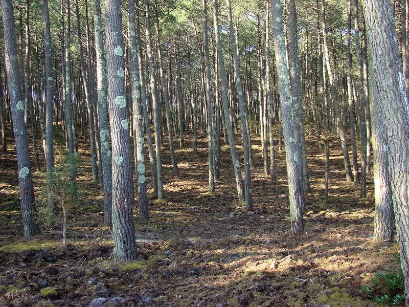 Pine Forest