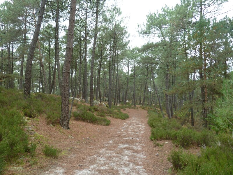 Pine Forest Trail