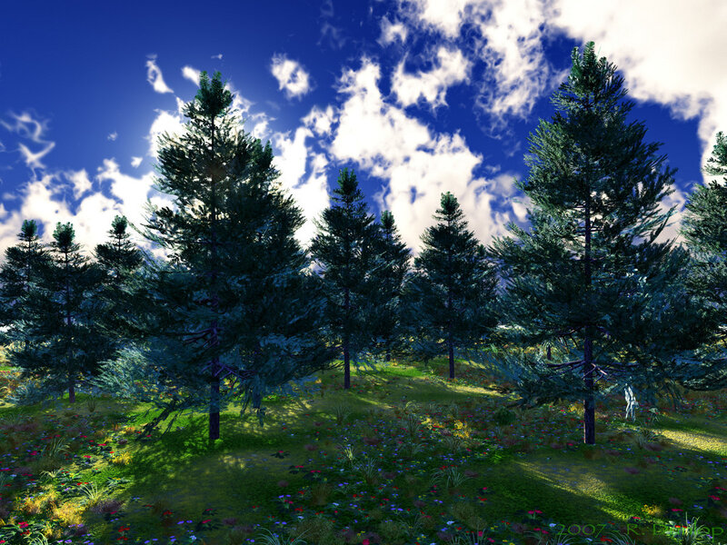 Pine forest under blue sky