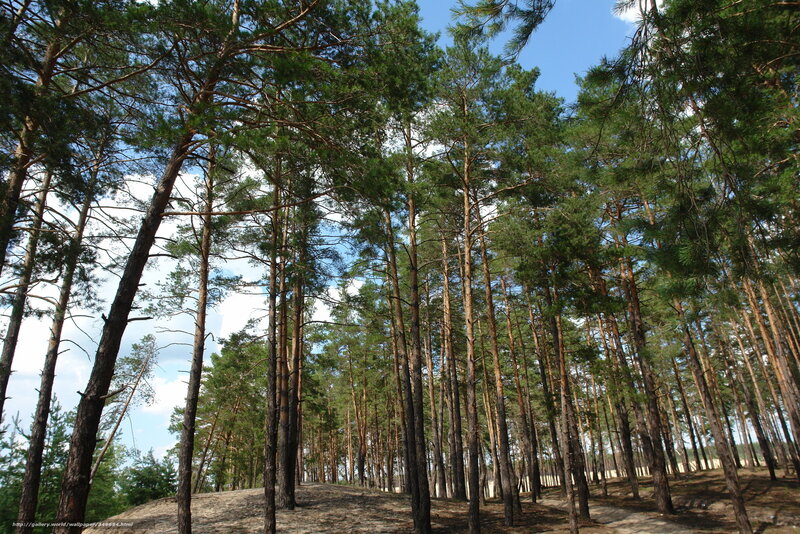 Pine forest under blue sky