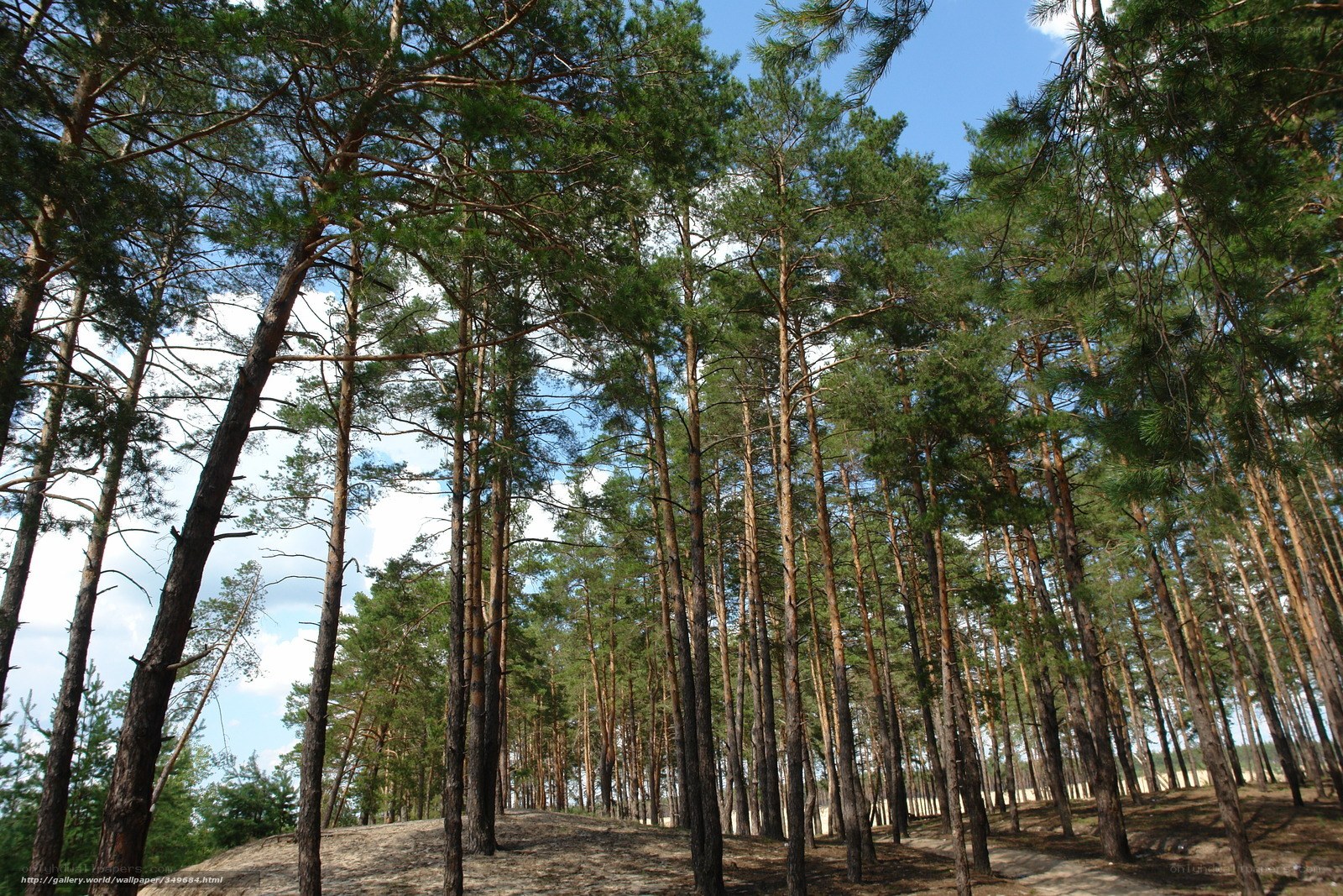Pine forest under blue sky