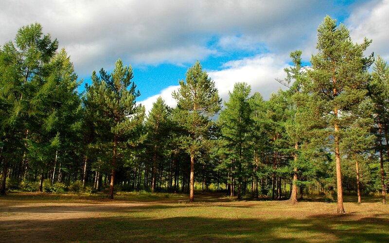 Pine forest under cloudy sky