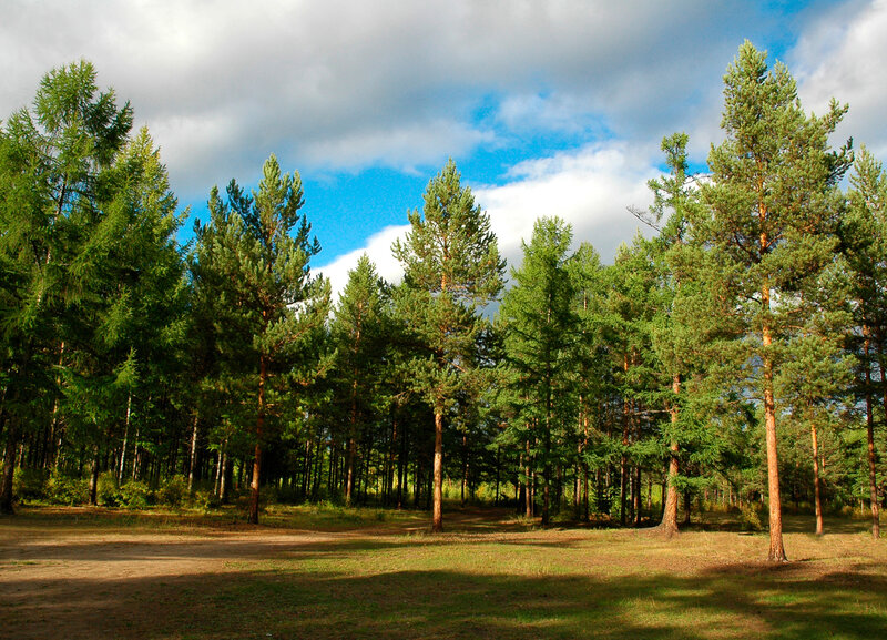 Pine forest under cloudy sky
