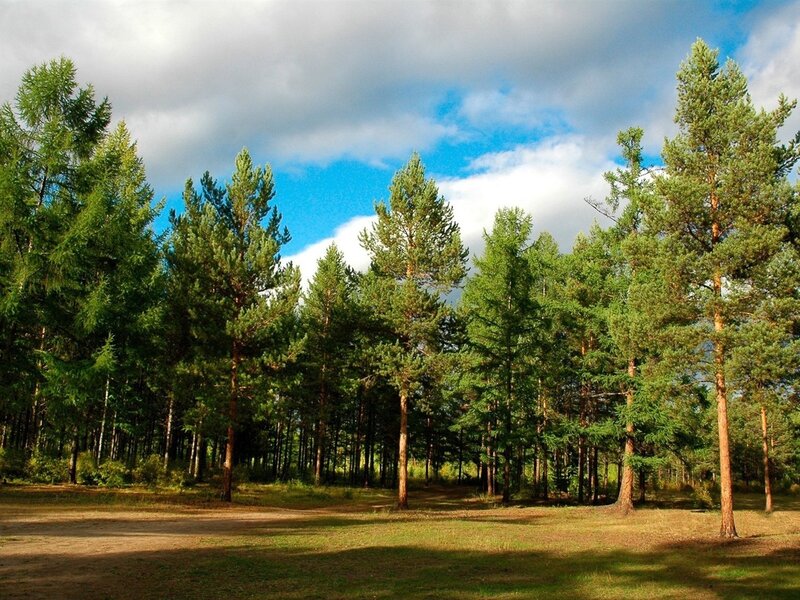 Pine forest under cloudy sky