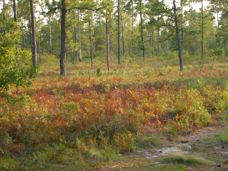 Pine Forest Undergrowth