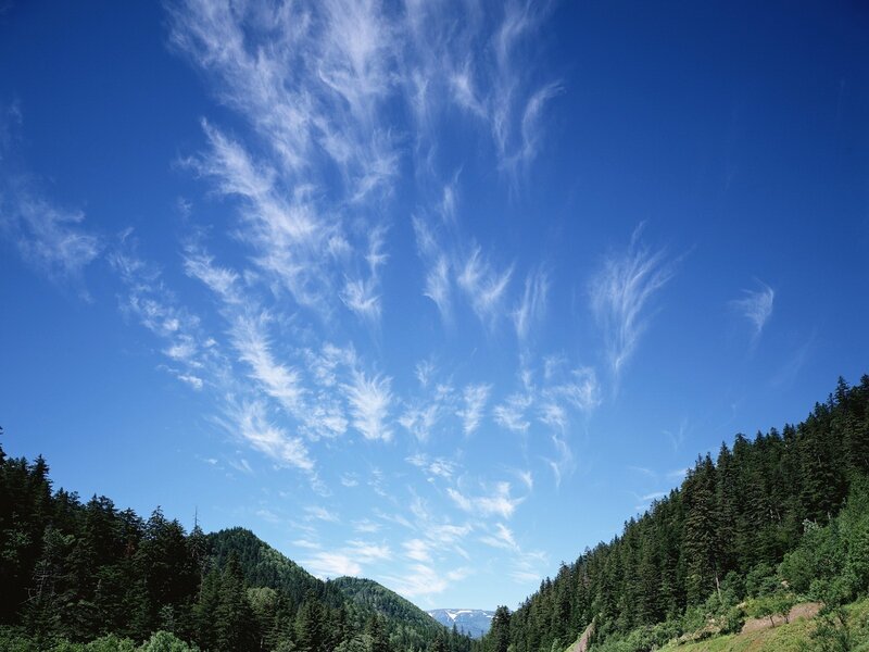 Pine Forest Valley — Blue, Serene