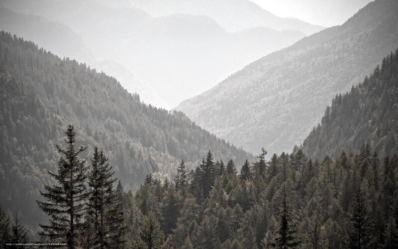 Pine Forest Valley — Green