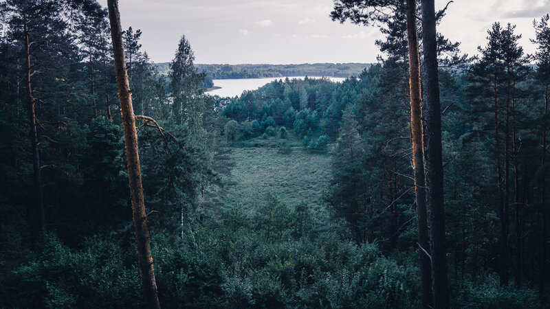 Pine Forest View — Green