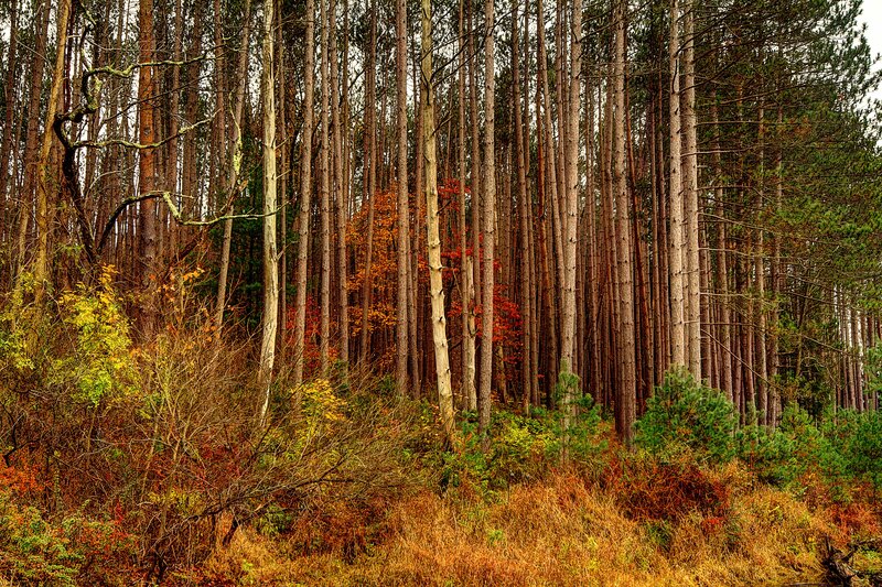 Pine Forest with Autumn Foliage