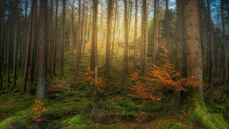 Pine Forest with Autumn Leaves