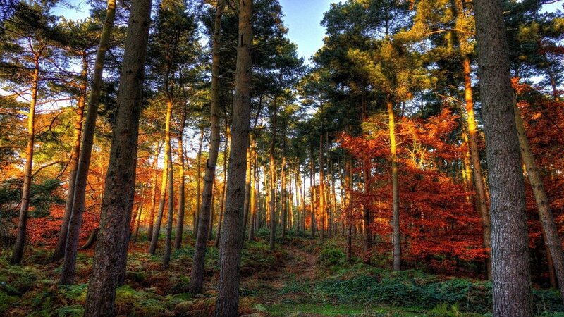 Pine Forest with Autumn Trees — Green