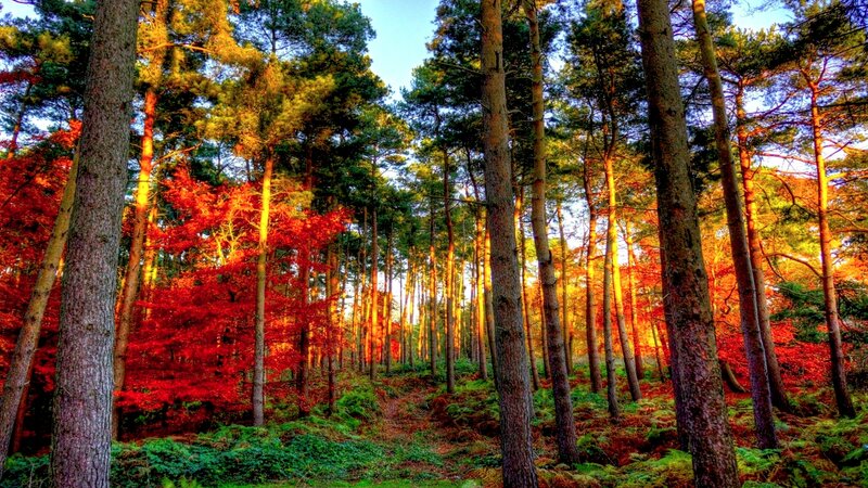 Pine Forest with Autumn Trees