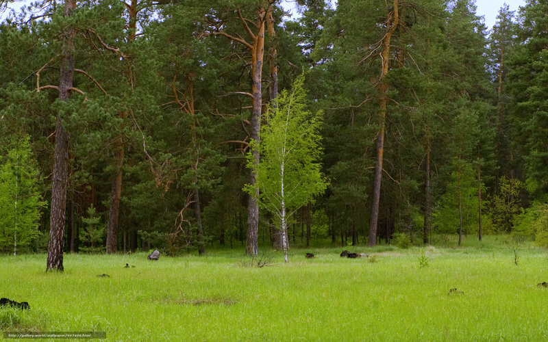 Pine forest with birch tree