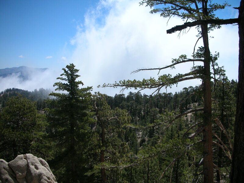 Pine Forest with Clouds