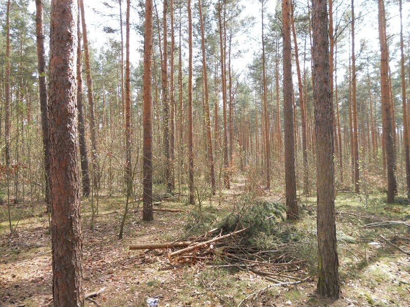 Pine forest with fallen branches