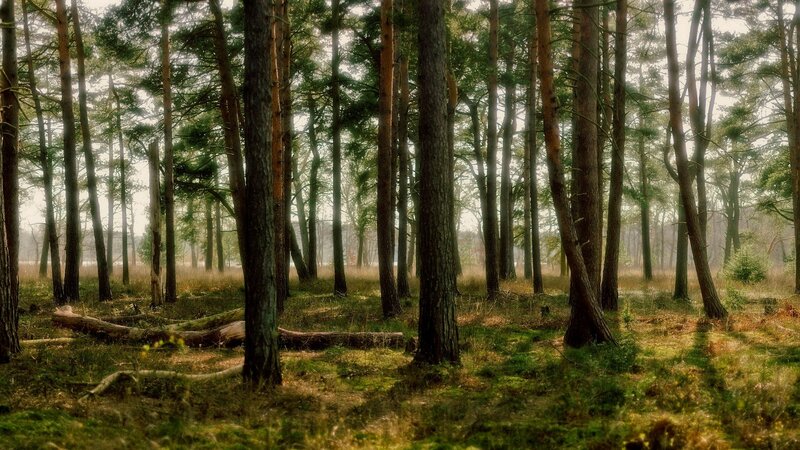 Pine Forest with Fallen Log