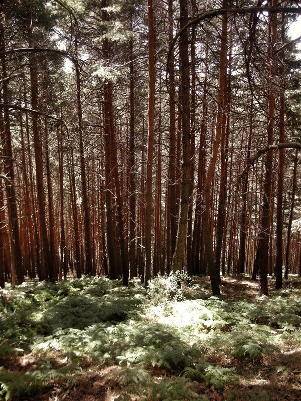 Pine Forest with Ferns — Green, Serene