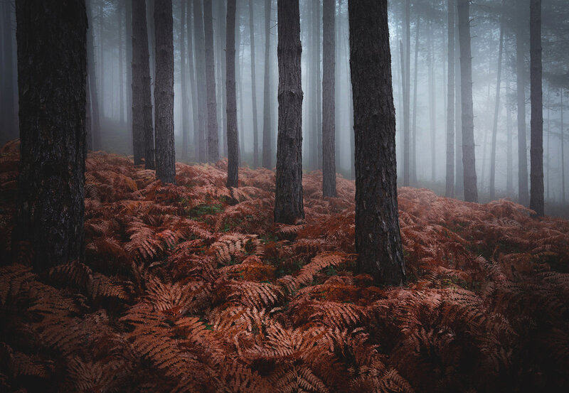 Pine Forest with Ferns
