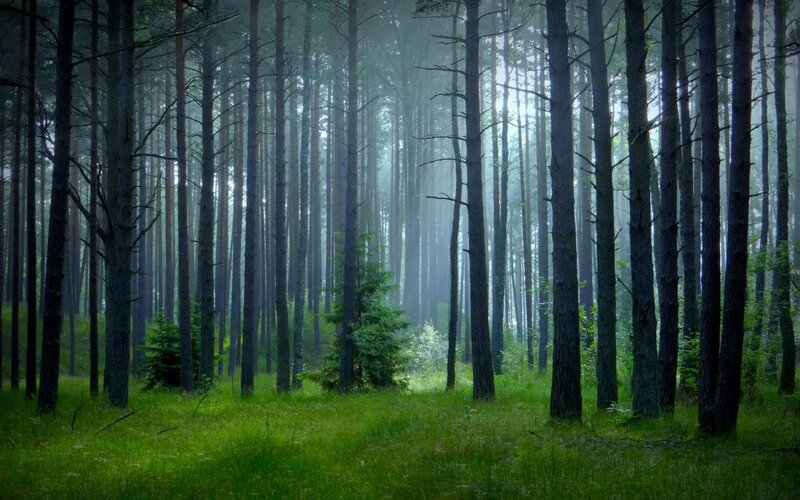 Pine Forest with Fog