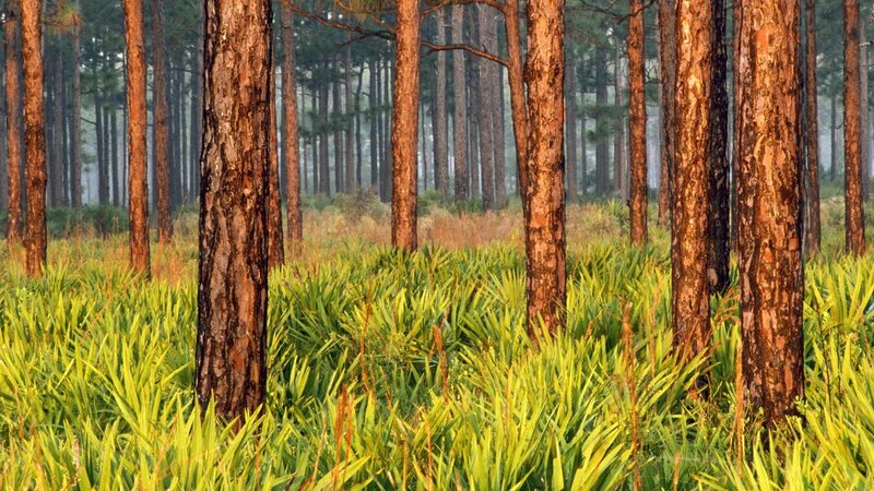 Pine Forest with Grass