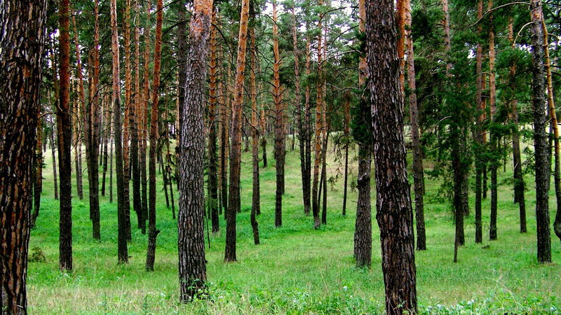 Pine Forest with Green Grass — Serene, Afternoon