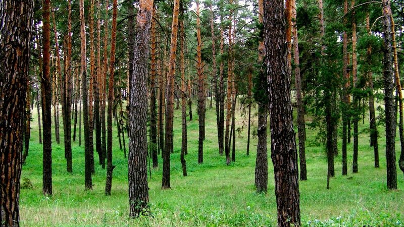 Pine Forest with Green Grass — Serene