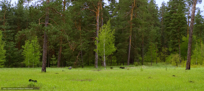 Pine forest with green meadow
