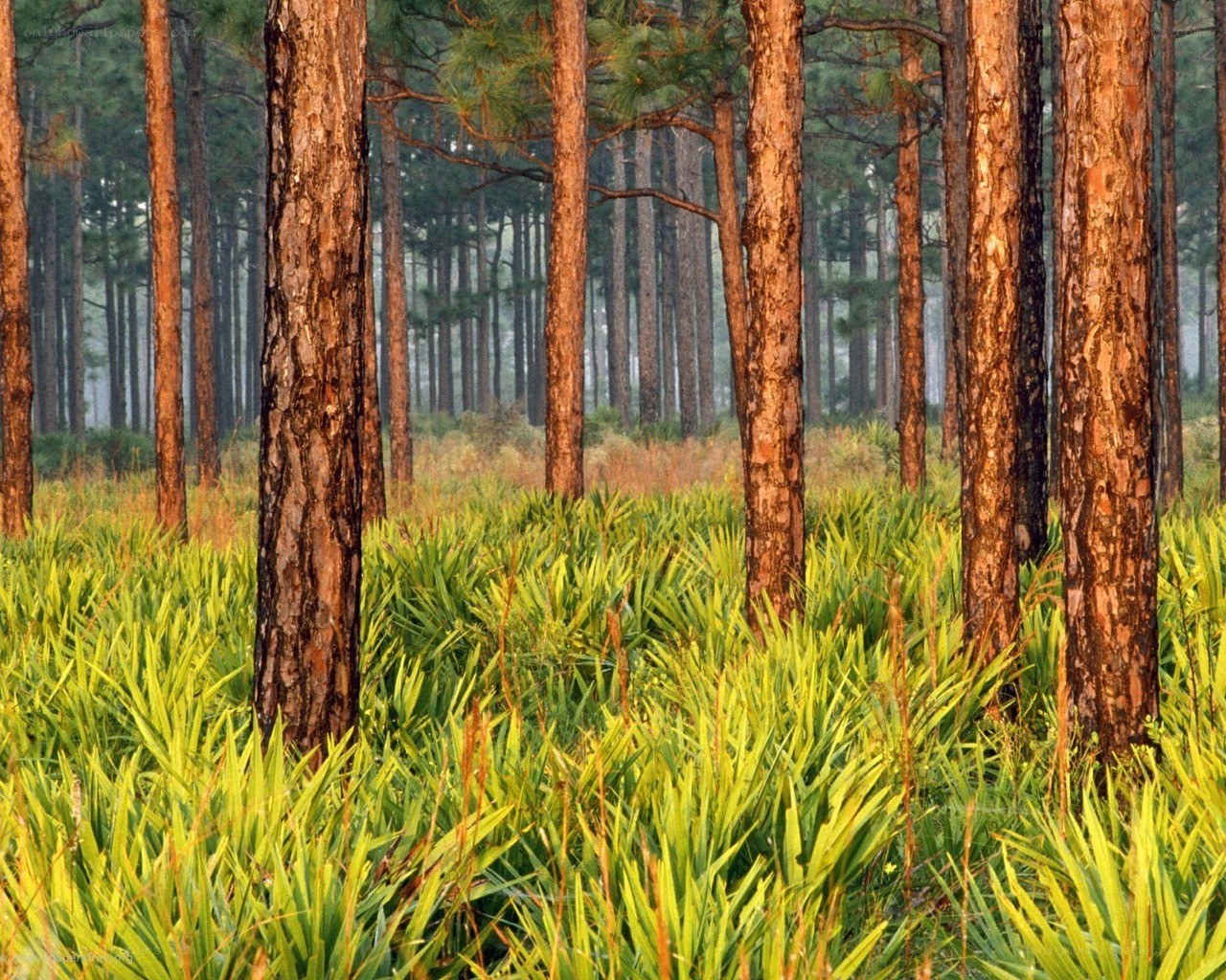 Pine forest with green undergrowth
