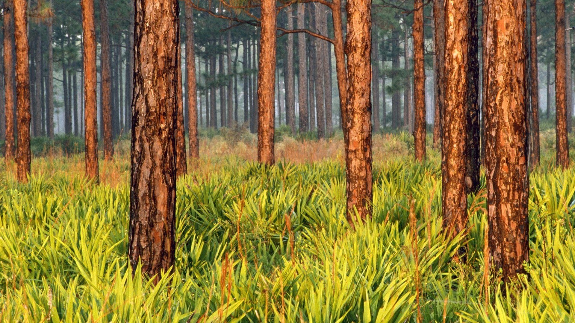 Pine forest with green undergrowth