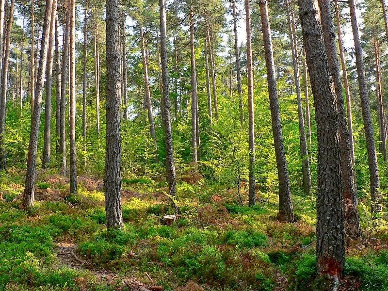 Pine Forest with Green Undergrowth — Serene