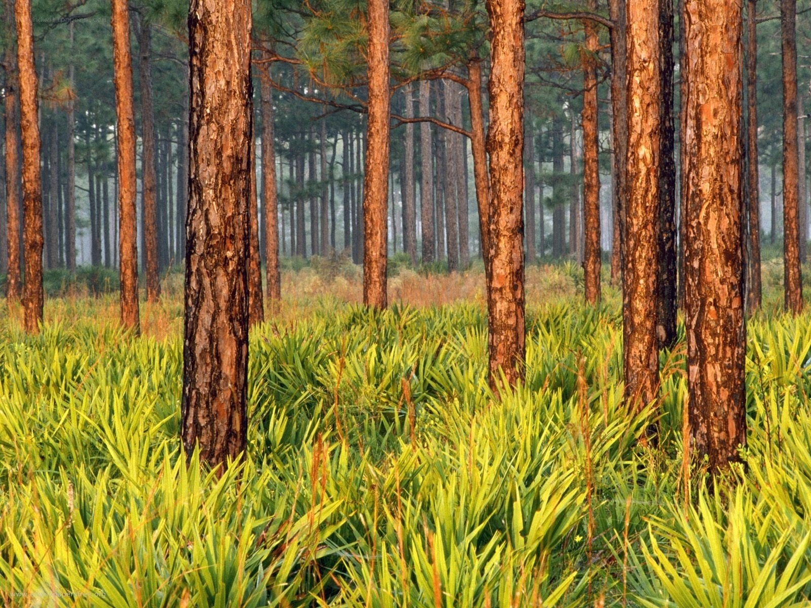 Pine forest with green undergrowth