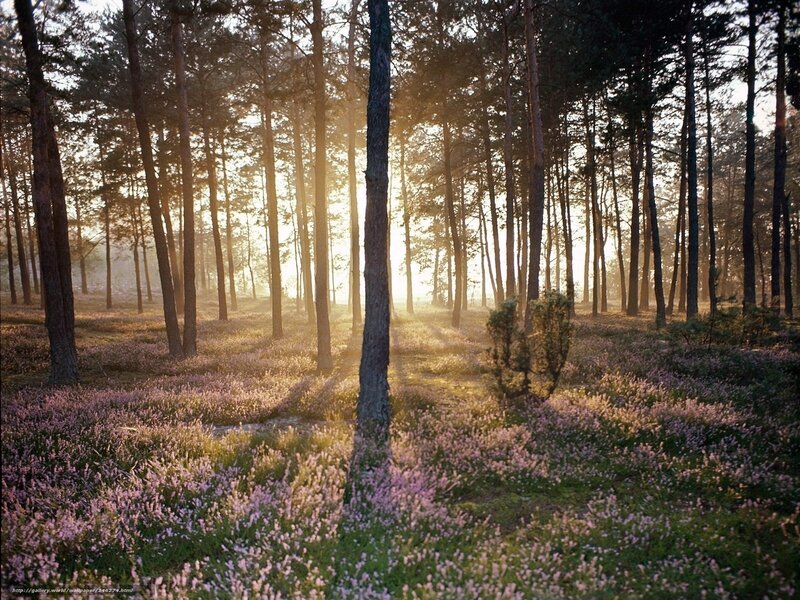 Pine Forest with Heather — Green