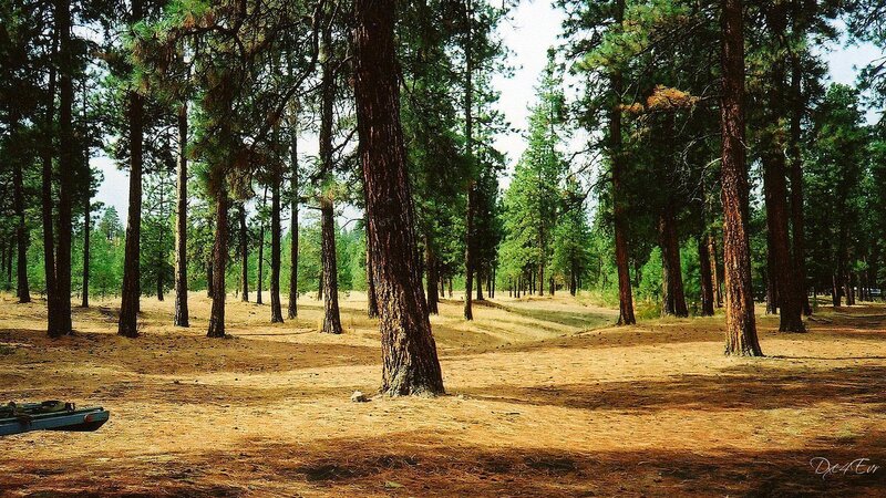 Pine forest with kayak
