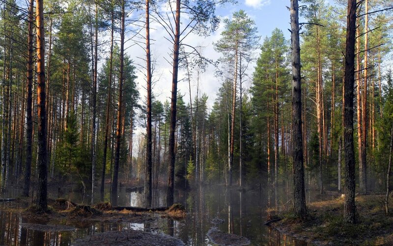 Pine forest with misty pond