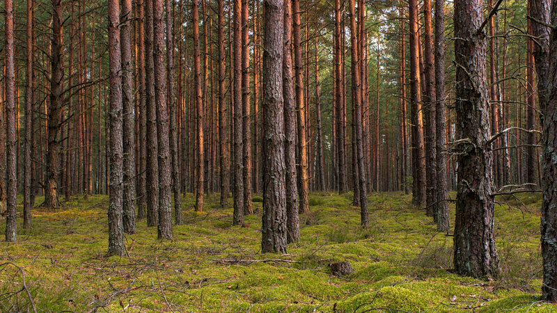 Pine Forest with Moss — Green, Serene, Afternoon