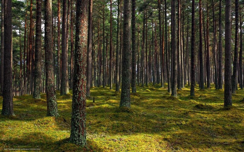 Pine Forest with Moss — Green, Serene