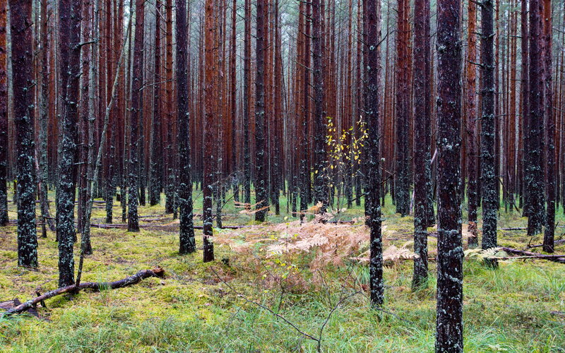 Pine Forest with Moss — Green